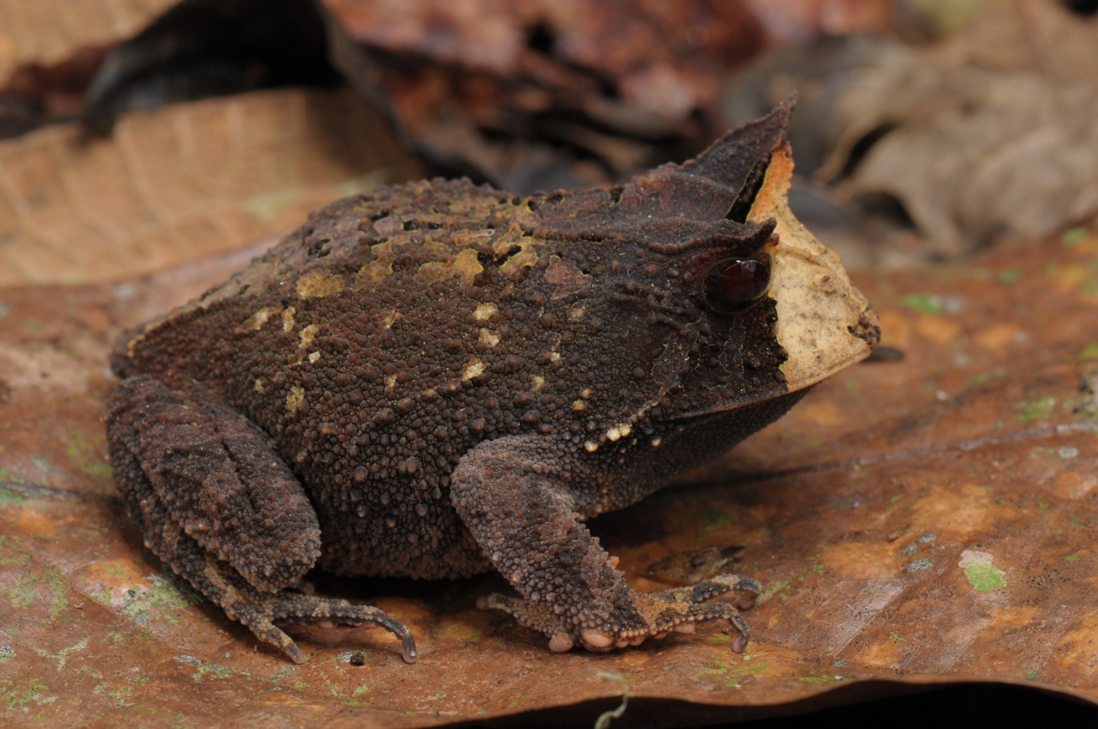 Sapo-de-Chifre-de-Boie