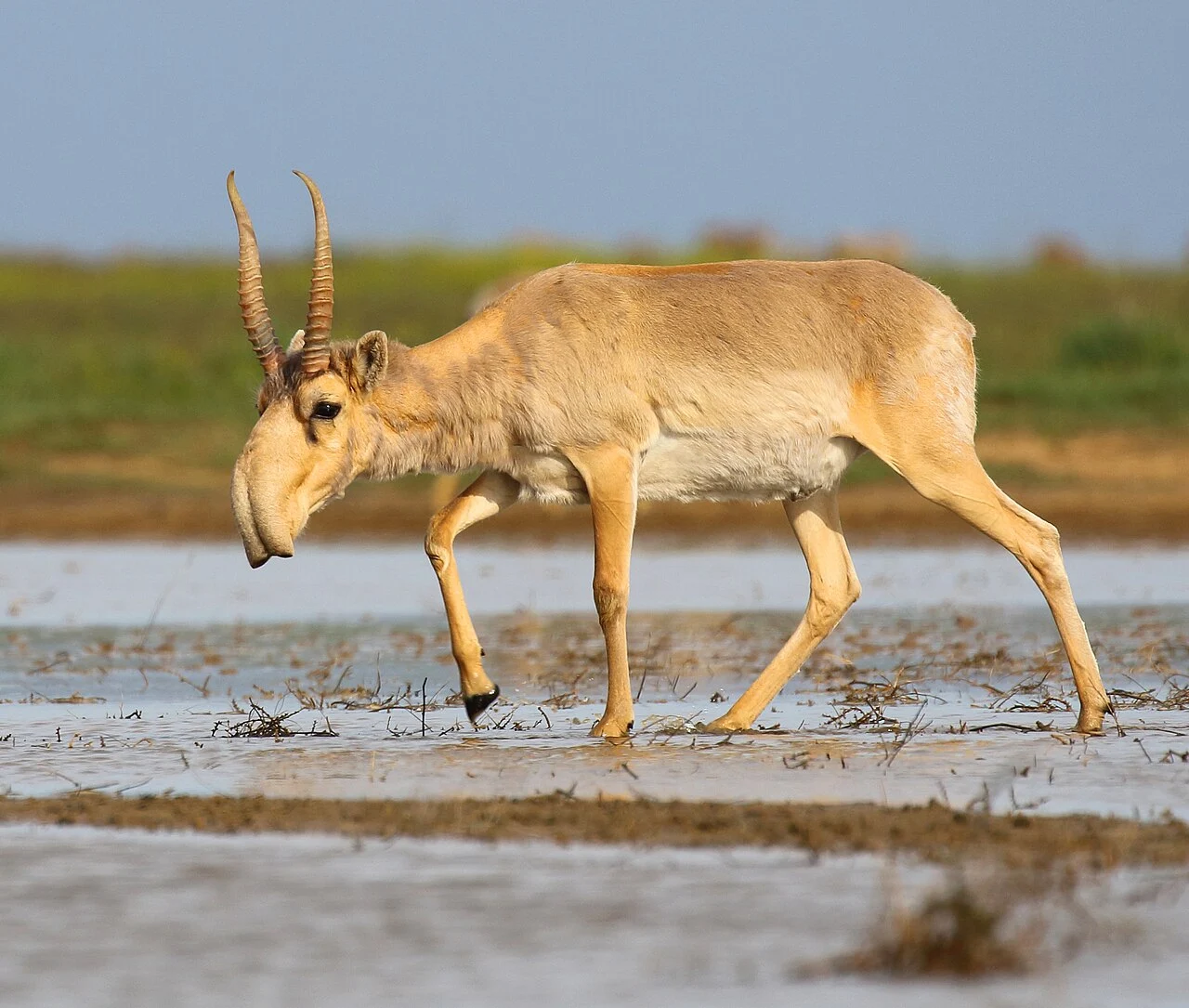 Antílope-saiga